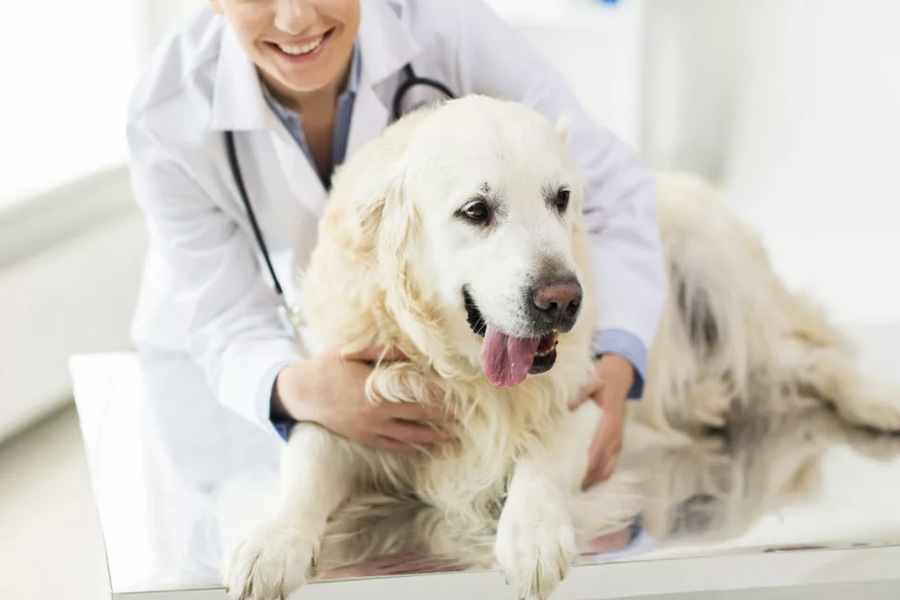 Comprehensive Guide to Responsible Dog Care